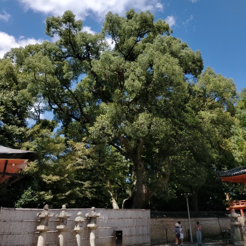 iwashimizu hachimangu the sacred tree